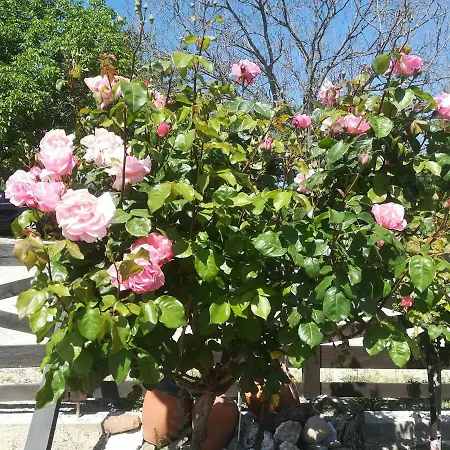 Family Hefes